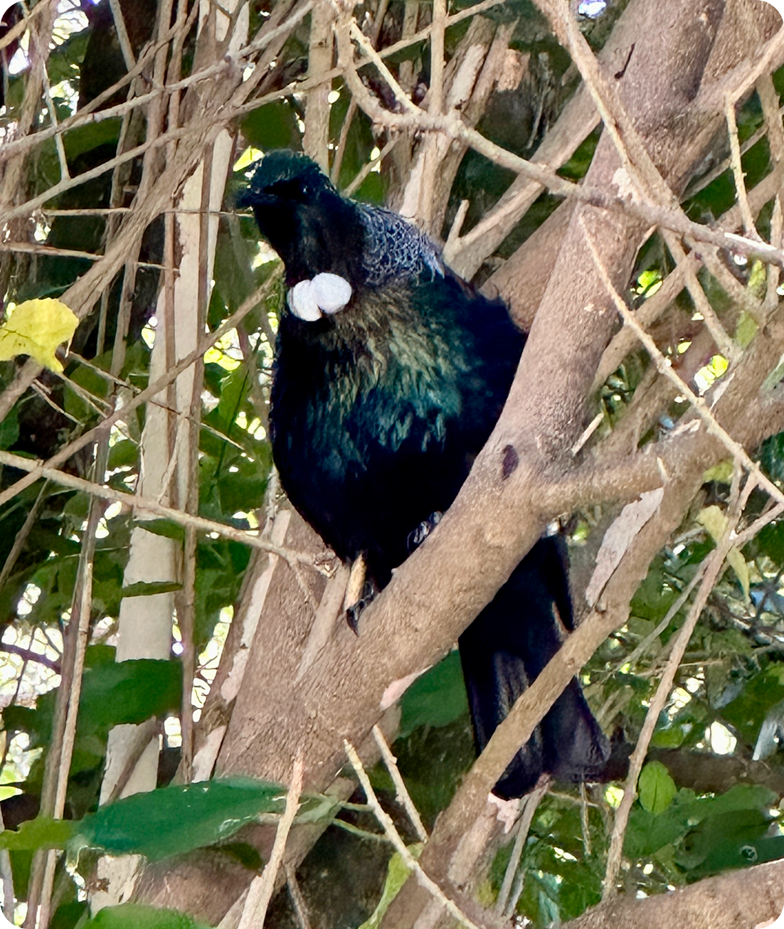 A real Tūī bird, blue-green iridescent feathers, white throat tuft